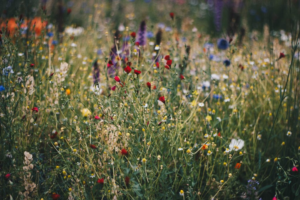 Wildflowers.